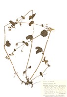 藏品(大龍頭 )的圖片